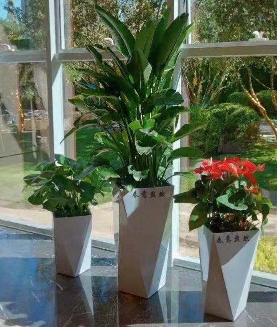 綠植組合