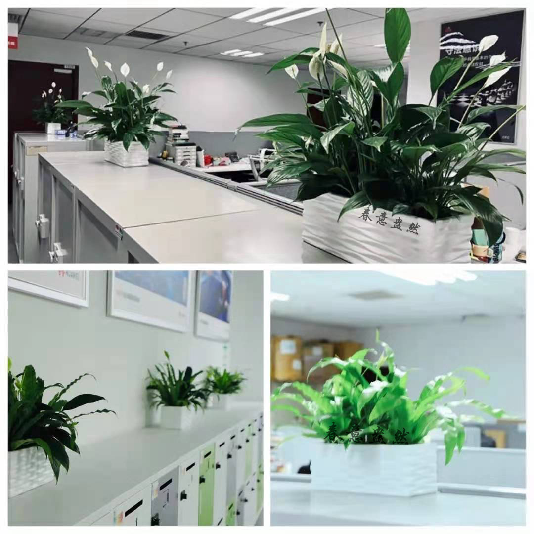 辦公室小綠植組合