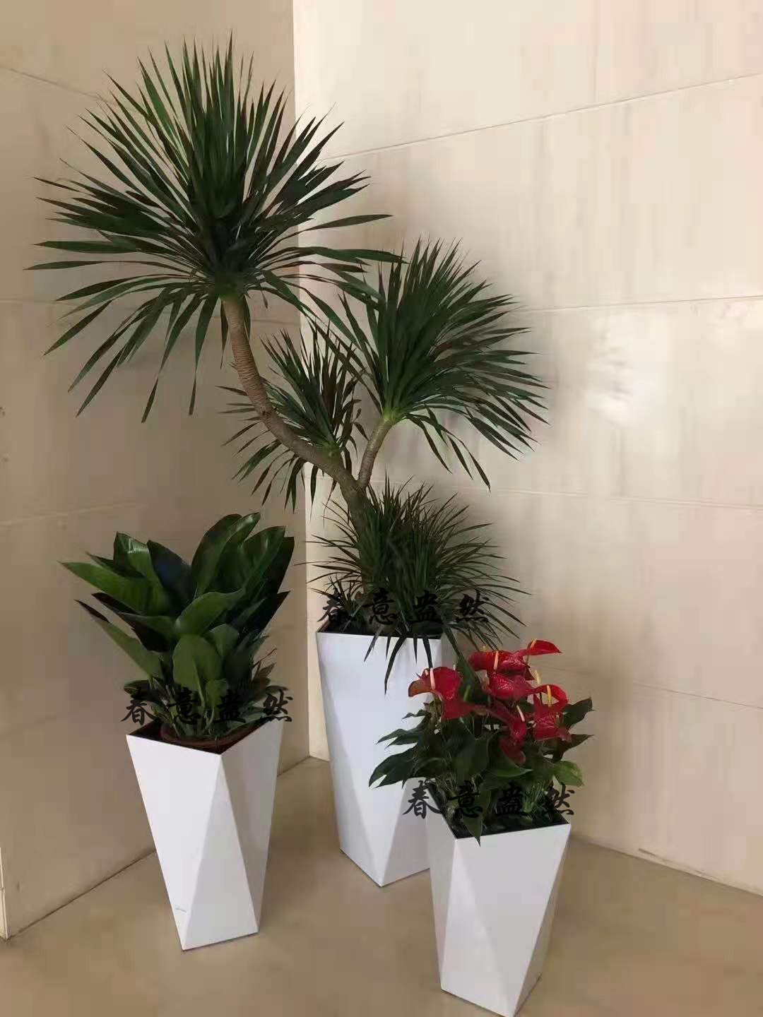 綠植組合