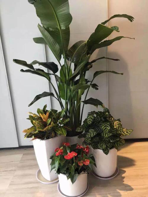 綠植組合