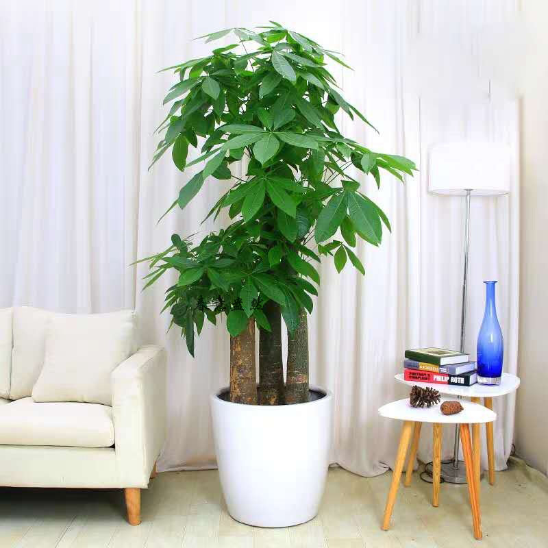 步步高發(fā)財(cái)樹(shù)